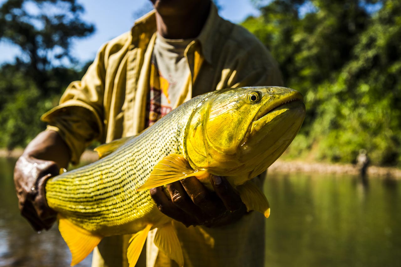 Golden dorado caught on a fly-fishing expedition — Patagonian rivers hold fish that rarely see a line, and the evenings after a long day's walking are exactly the right time to find them
